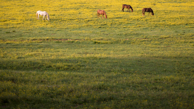 4 Steed