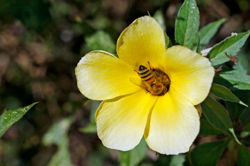 Bee on sulphur alder flower (Turnera subulata)