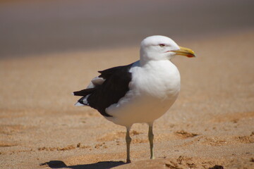 seagull on the beach