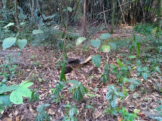 cat in the forest