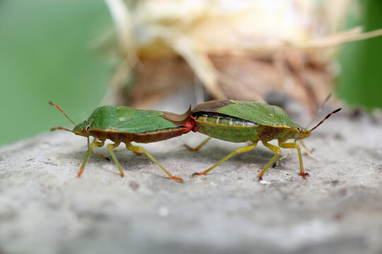 Green shield bugs mating