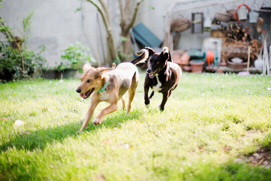Dog running after another dog in garden