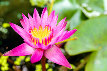 Obraz premium Lotus flower in the garden pond with blurred background, close up of Bright Lotus flower, Pink lotus flower in the garden background, Pink lotus flower with green leaves in the garden.