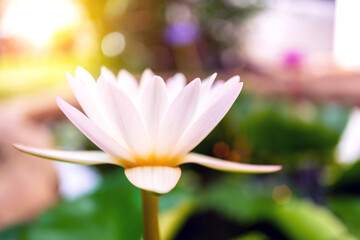 Close up of a pure white lotus flower with bokeh, soft-focus where the white lotus flower is blooming in the pond blurred the background, Morning sunlight shines on the beautiful white lotus blossom.