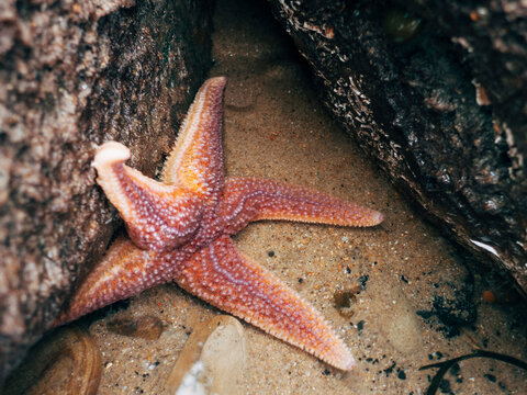 Common Starfish (Asterias rubens) in a rockpool.
