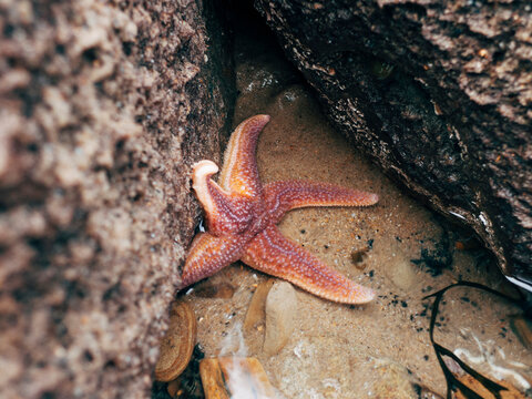 Common Starfish (Asterias rubens) in a rockpool.
