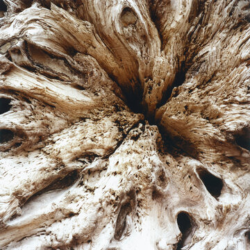 Close up of cross section from large driftwood log, Olympic NP, WA