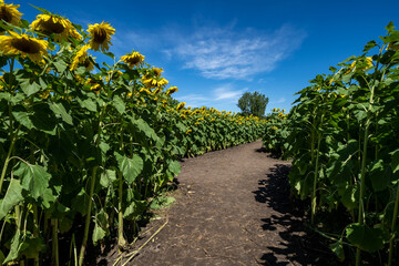 Fototapeta na wymiar Path through a field of bowing sunflowers on a sunny day
