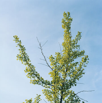 Ginkgo tree (Ginkgo biloba)