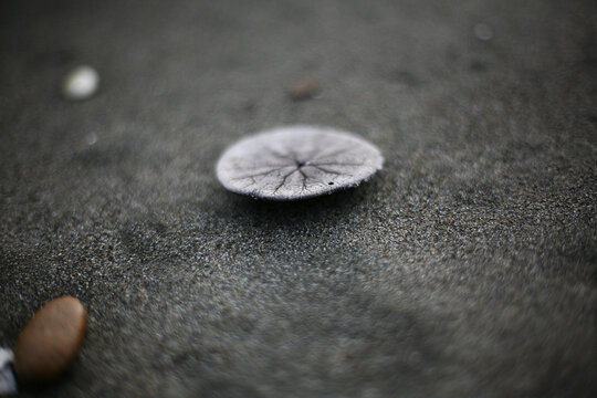 Sand Dollar