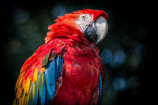 Arara - Macaw
