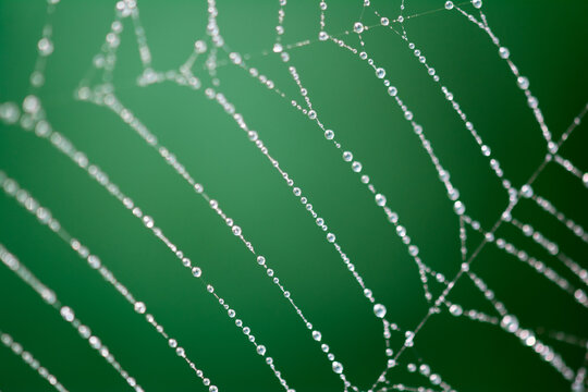 Spiderweb covered with dew