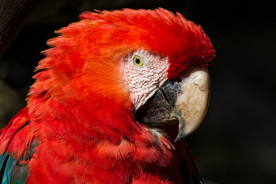 Arara - Macaw