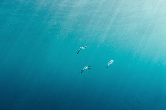 Three squid swimming in the blue ocean