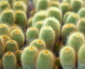 Close up of cactus plants