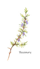 Watercolor rosemary flower isolated on the white background