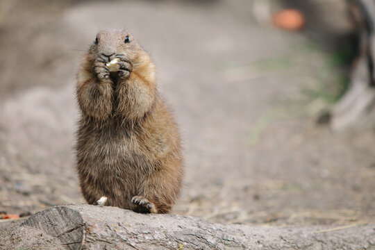 Prairie Dog