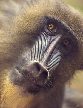 Mandrill staring contest