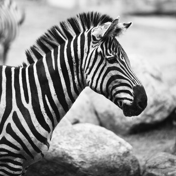 African Zebra Portrait