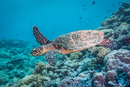 Sea turtle