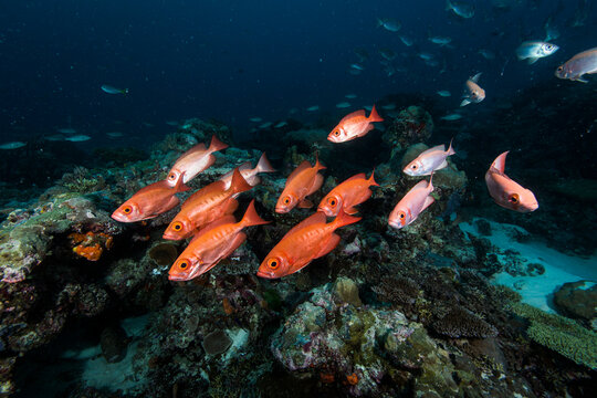 soldierfish