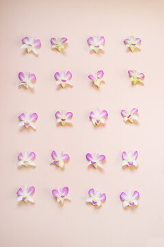 Orchids background