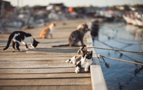 Cats on pier