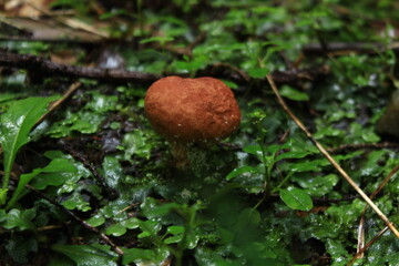 ノウタケの幼菌