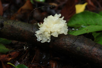 綺麗なキノコ　シロキクラゲ