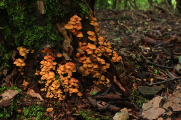 木から生える大量のキノコ