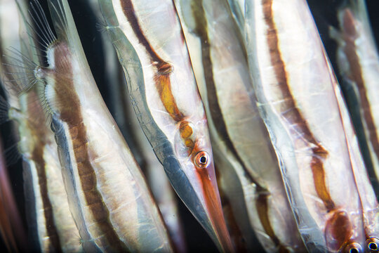 Razorfish