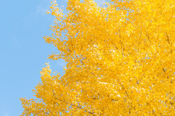 Autumn leaves in Kyoto