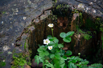 White flowers in the tree hole

