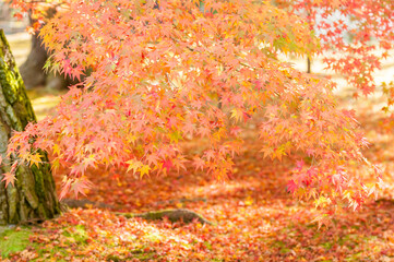 Autumn leaves in Kyoto