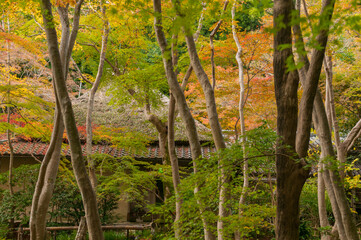 Autumn leaves in Kyoto
