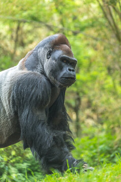 Silverback gorilla in the forest