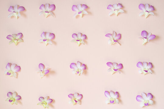 Orchids background