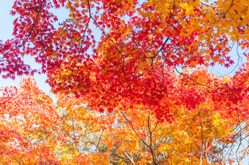 Autumn leaves in Kyoto
