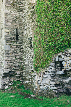 Vinew growing on Ballycarbery Castle