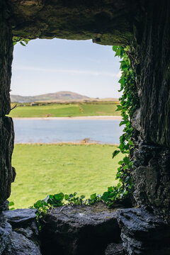 Vines growing on Ballycarbery Castle