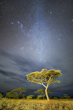 Acacia Tree at Night