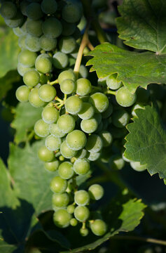 Cluster of green grape growing in vineyard