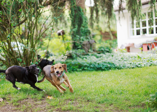 Three dogs running one after the other in garden