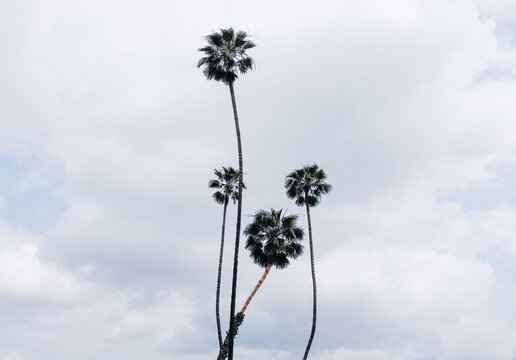 four long palm trees in summer sky