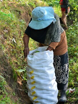 Woman In The Guava Garden