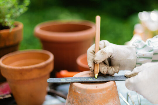 Gardener writes latin Marjoram name on tag over clay pot
