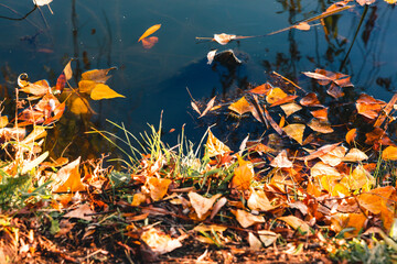 Fototapeta na wymiar Fallen yellow leaves in the water. Vibrant carpet of fallen orange forest leaves. Close up. Autumn, fall scene, nature background.