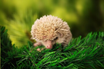 Hedgehog.