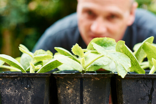 Gardner inspecting squash seedlings