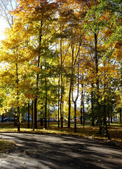 Fototapeta premium maple, autumn maple foliage against the sky, selective focus.